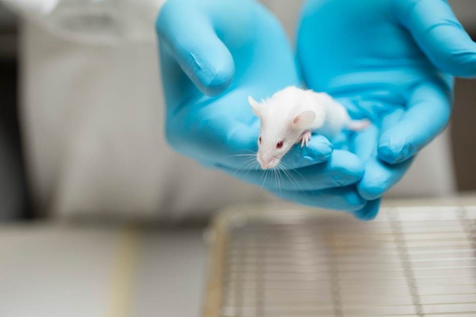 Souris de laboratoire dans les mains de la science Souris de laboratoire dans les mains de la science