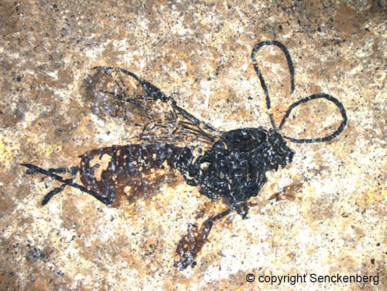 Fossil ichneumonid wasp from Messel Pit in Germany Fossil ichneumonid wasp from Messel Pit in Germany