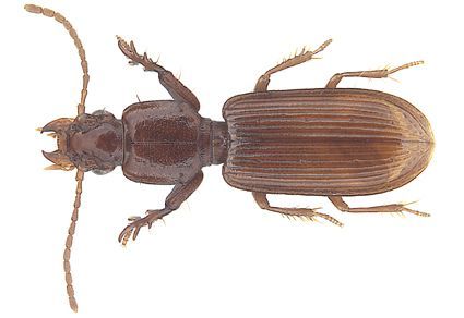 Clivina_2025 Clivina_2025