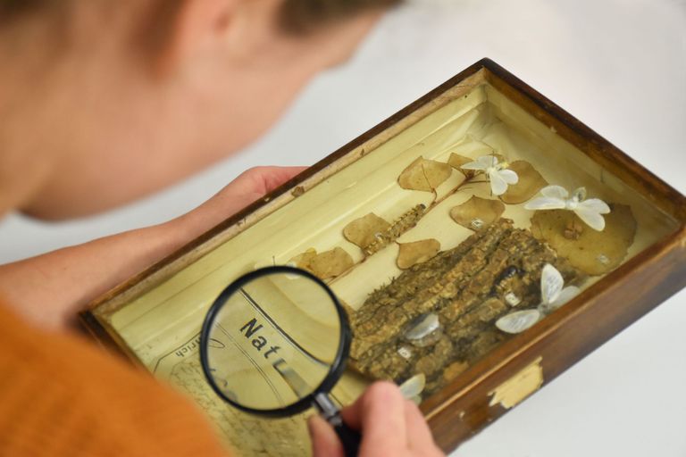 Bestimmungstag Bestimmungstag