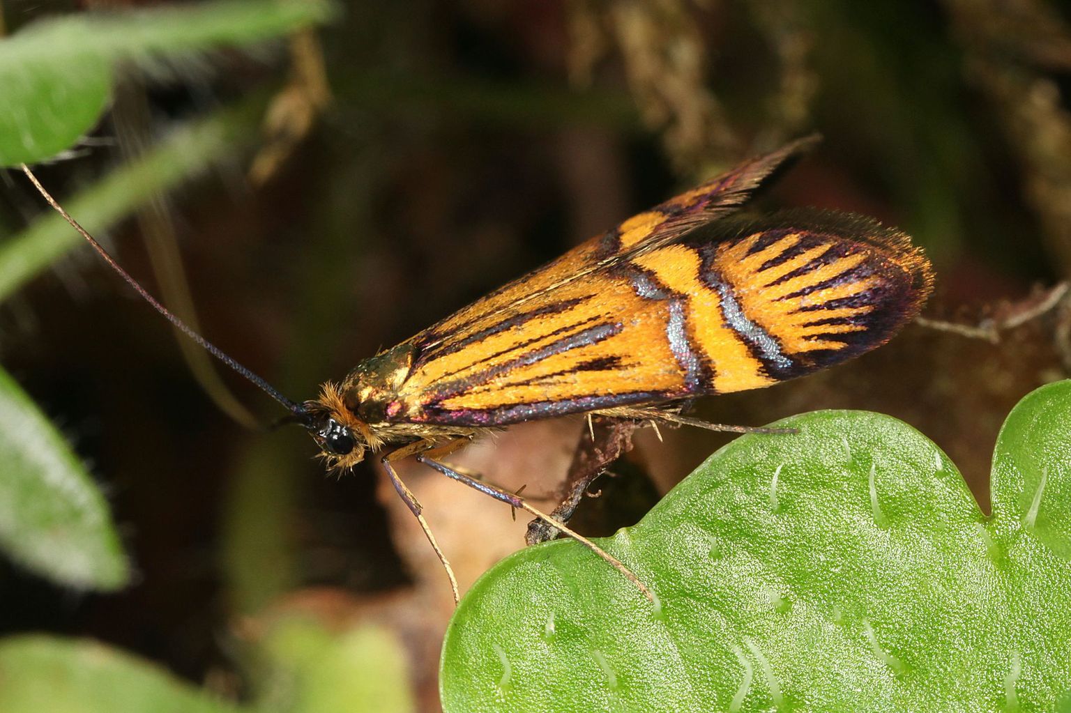Männchen von Nemophora degeerella. (Bild Rudolf Bryner) Männchen von Nemophora degeerella. (Bild Rudolf Bryner)