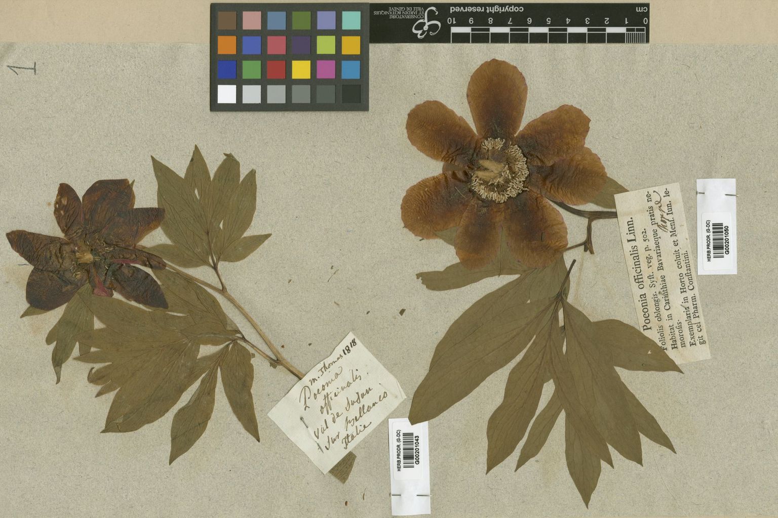 CJBG_Plant_Specimen_G_8 CJBG_Plant_Specimen_G_8