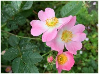 blühende Wildrose blühende Wildrose