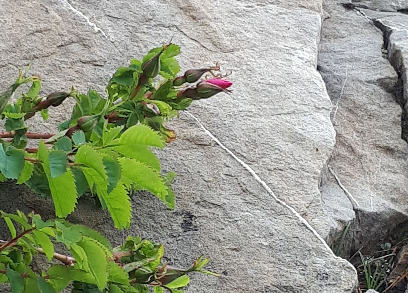 Christoph Hochstrasser. Stanserhorn Christoph Hochstrasser. Stanserhorn