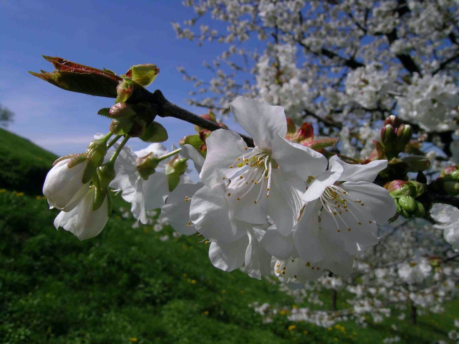 Kirschen Blüten Seebodenalp KPS Kirschen Blüten Seebodenalp KPS