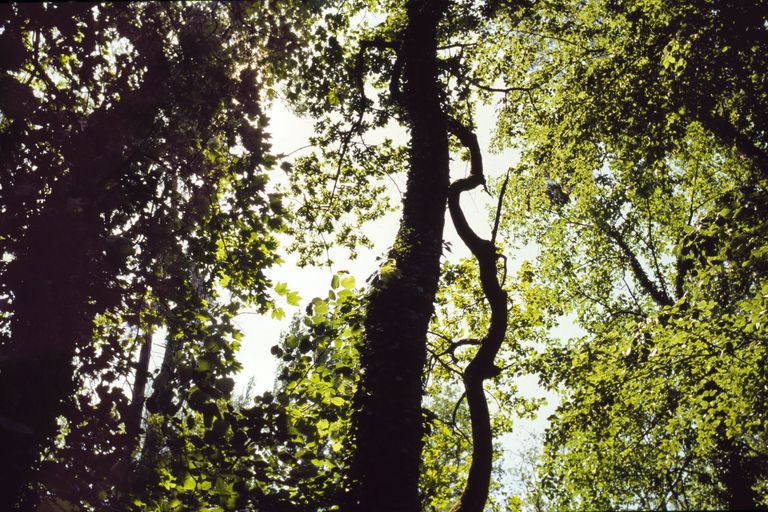 forêt alluviale forêt mixte feuillus forêt alluviale forêt mixte feuillus