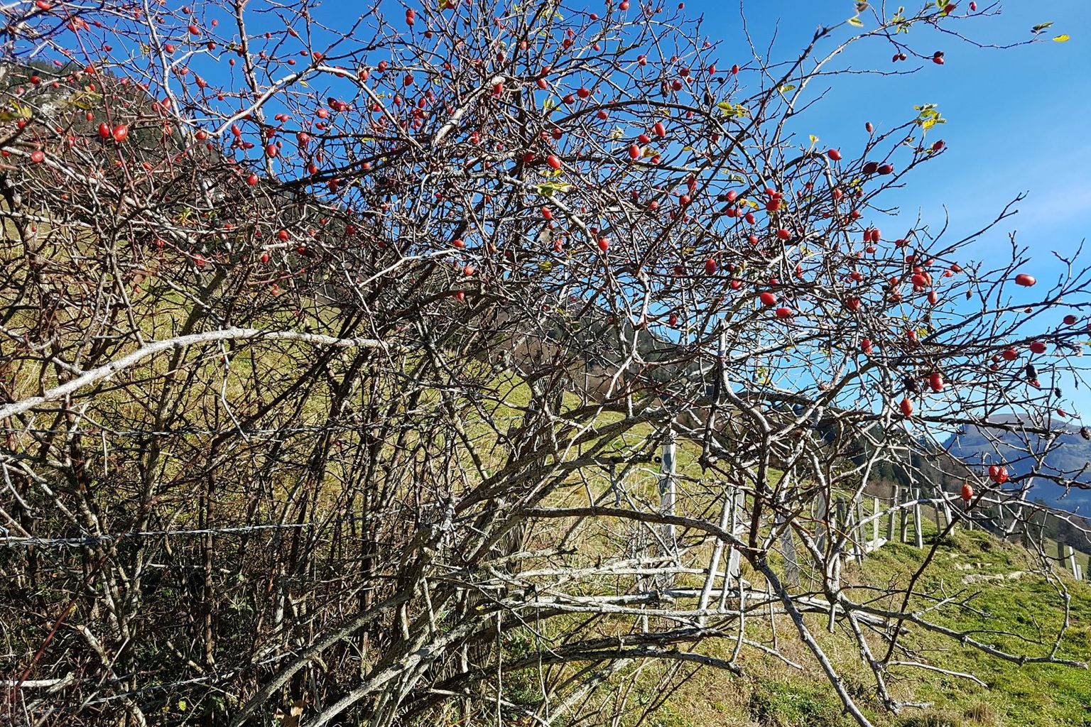 Yvonne Good. Wiesenberg, Dallenwil Yvonne Good. Wiesenberg, Dallenwil