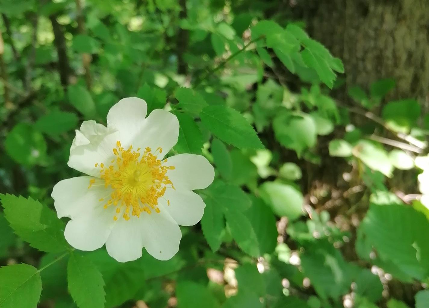 Kyra Lüthi. Wichelsee, Kägiswil Kyra Lüthi. Wichelsee, Kägiswil