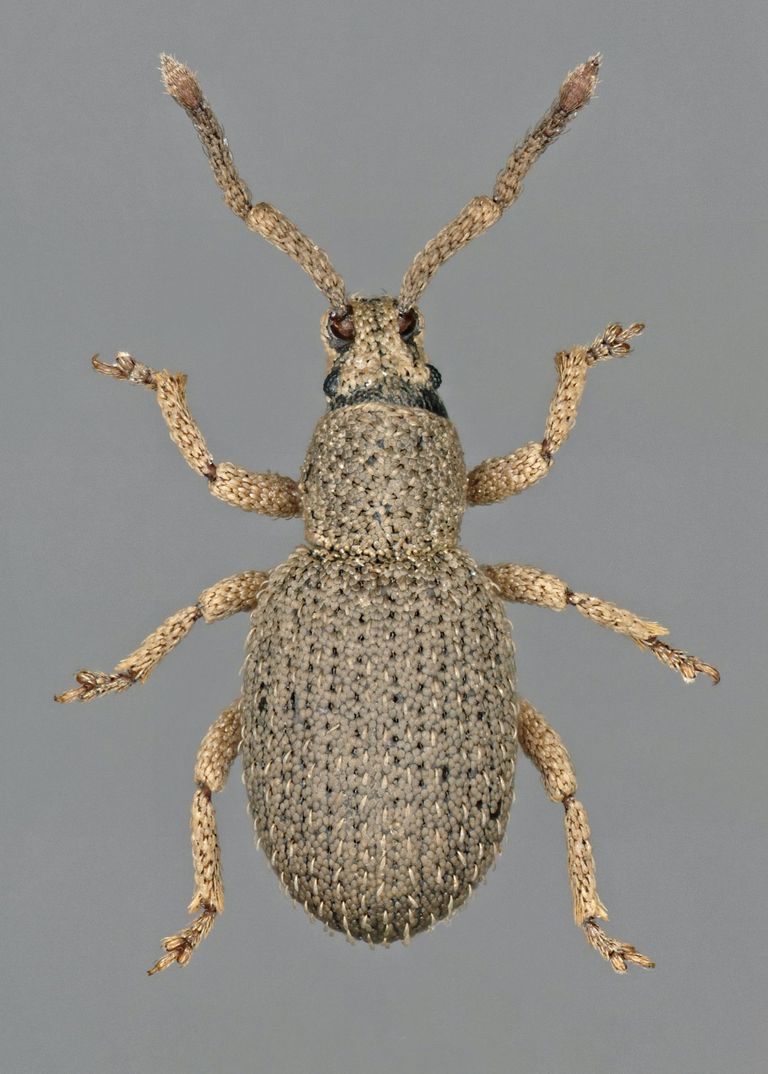 Meira calanquensis Meira calanquensis