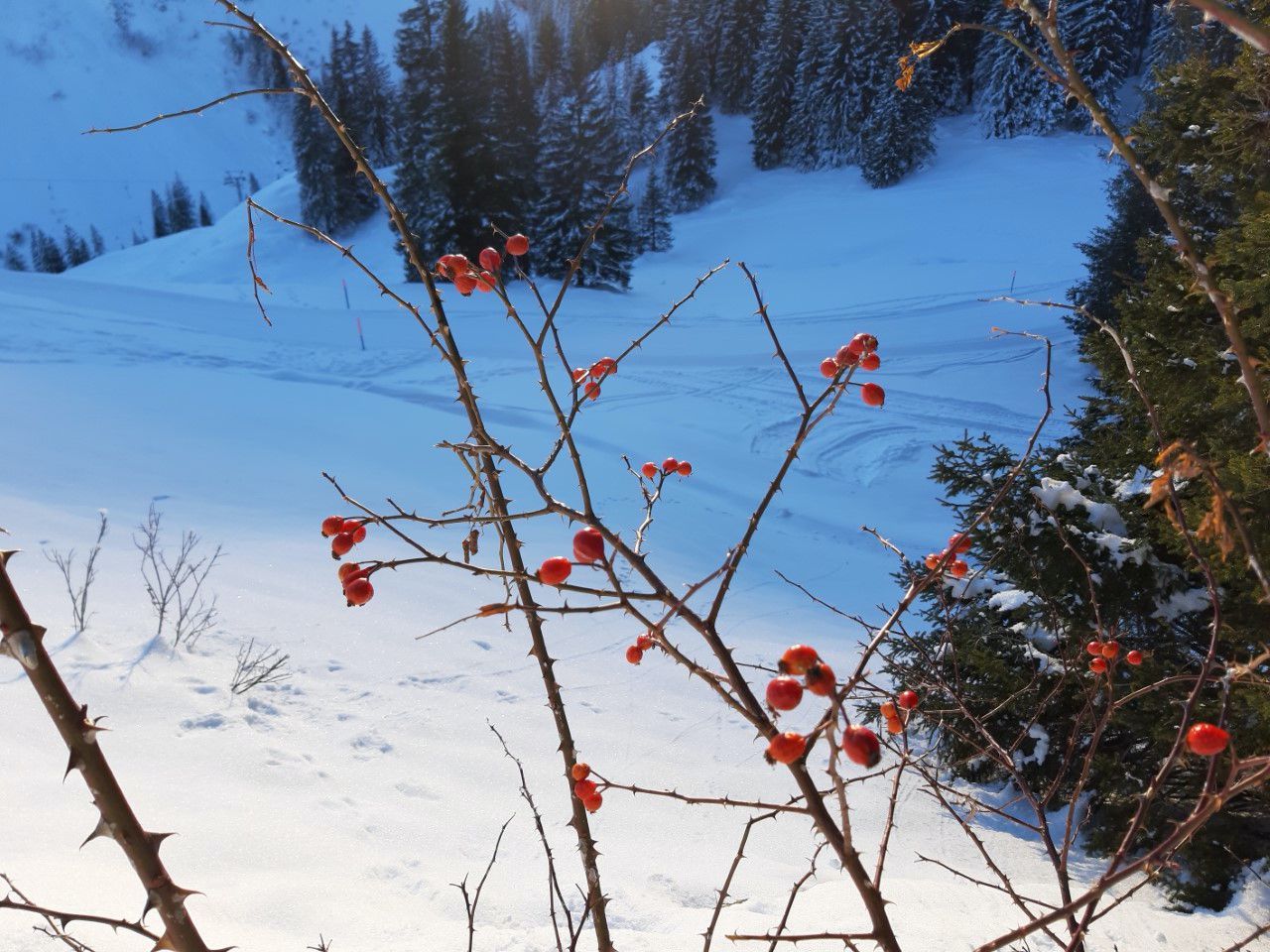 Monika Egli. Klewenalp, Beckenried Monika Egli. Klewenalp, Beckenried