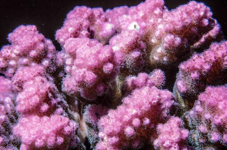 Korallenriff Korallenriff