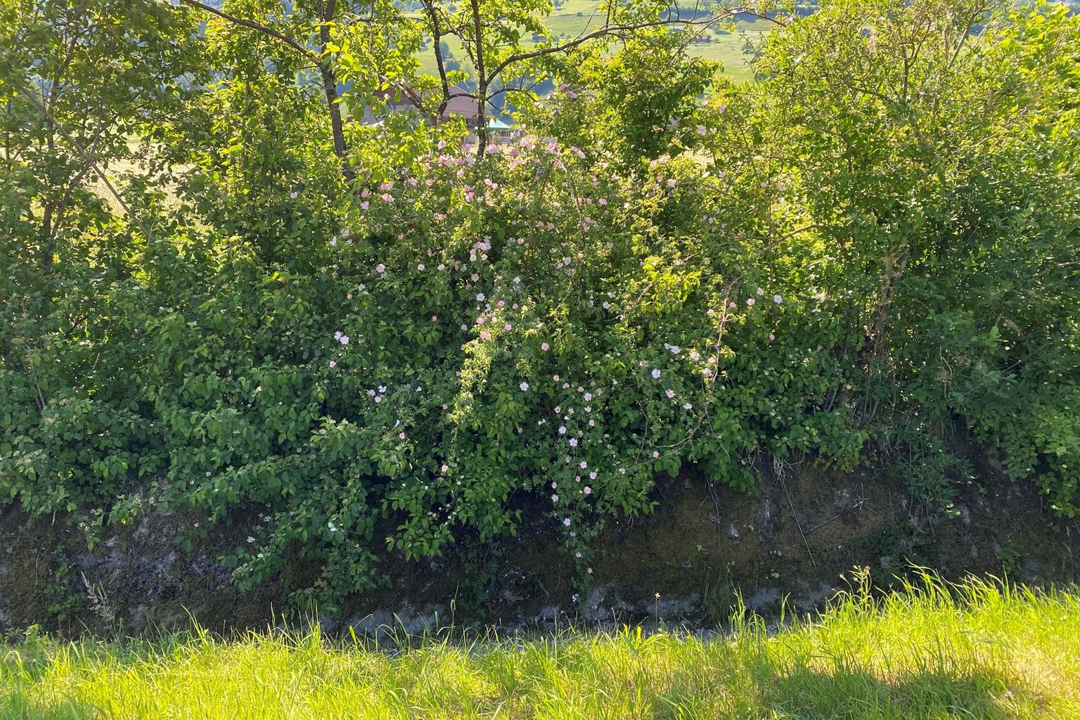 Carlo Röthlin. Chli Schlierli, Sarnen Carlo Röthlin. Chli Schlierli, Sarnen