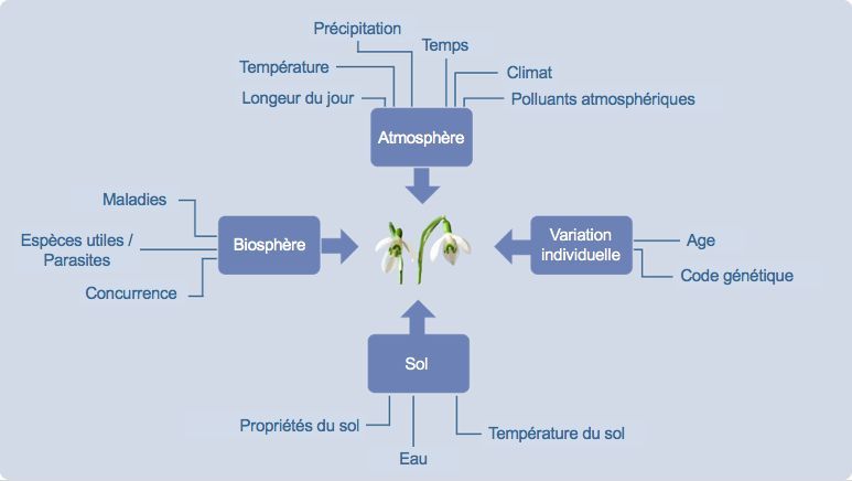 Einflussfaktoren der Pflanzenphänologie nach Defila, C. (1991). Pflanzenphänologie der Schweiz. Veröffentlichungen der Schweizerischen Meteorologischen Anstalt 1, 235. Einflussfaktoren der Pflanzenphänologie nach Defila, C. (1991). Pflanzenphänologie der Schweiz. Veröffentlichungen der Schweizerischen Meteorologischen Anstalt 1, 235.