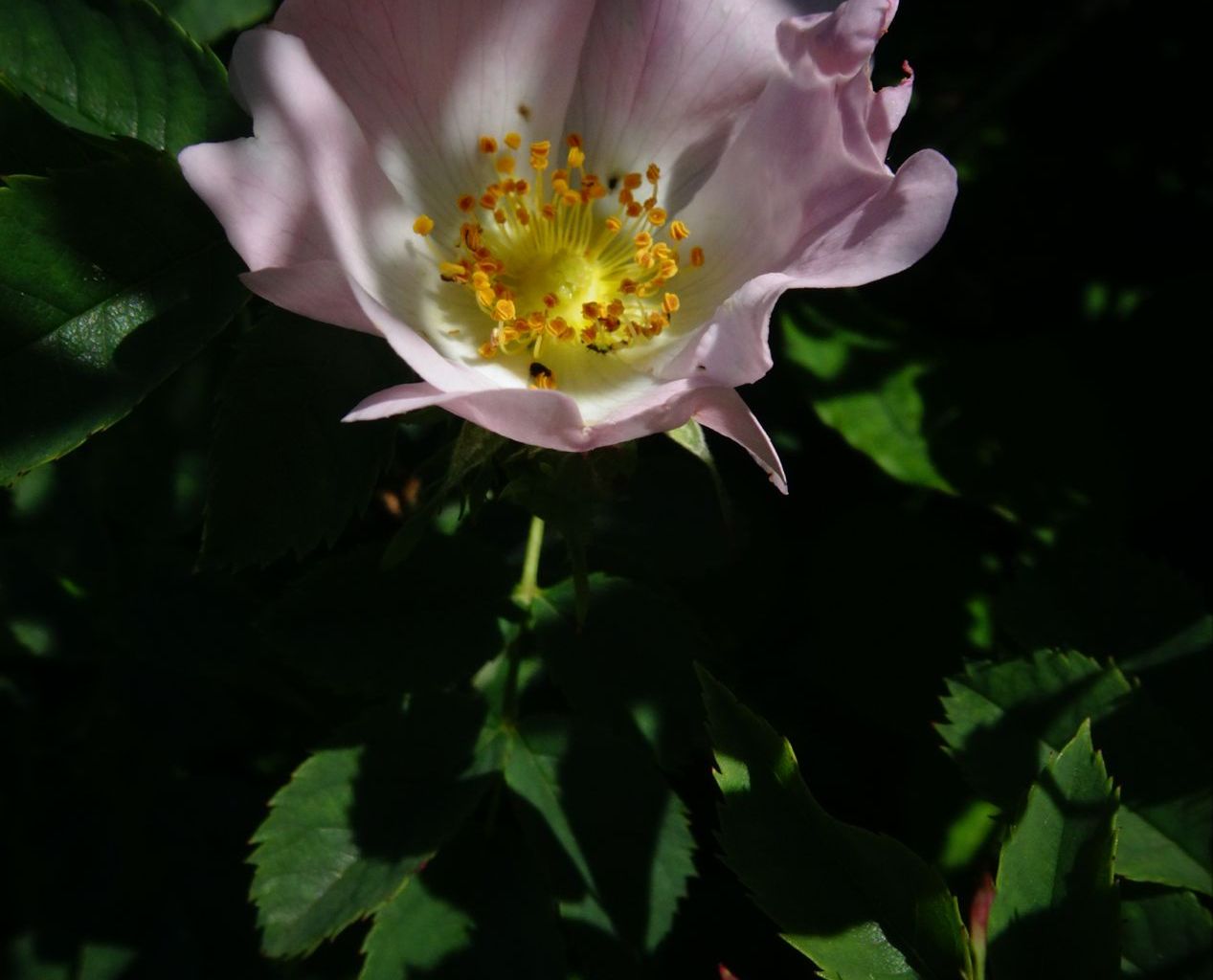 Hans Galliker. St. Jost, Ennetbürgen Hans Galliker. St. Jost, Ennetbürgen