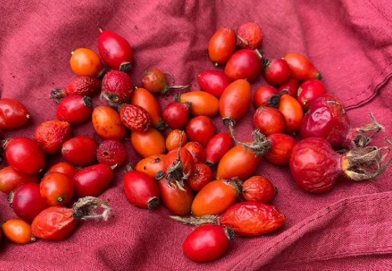 Hagebutten Hagebutten