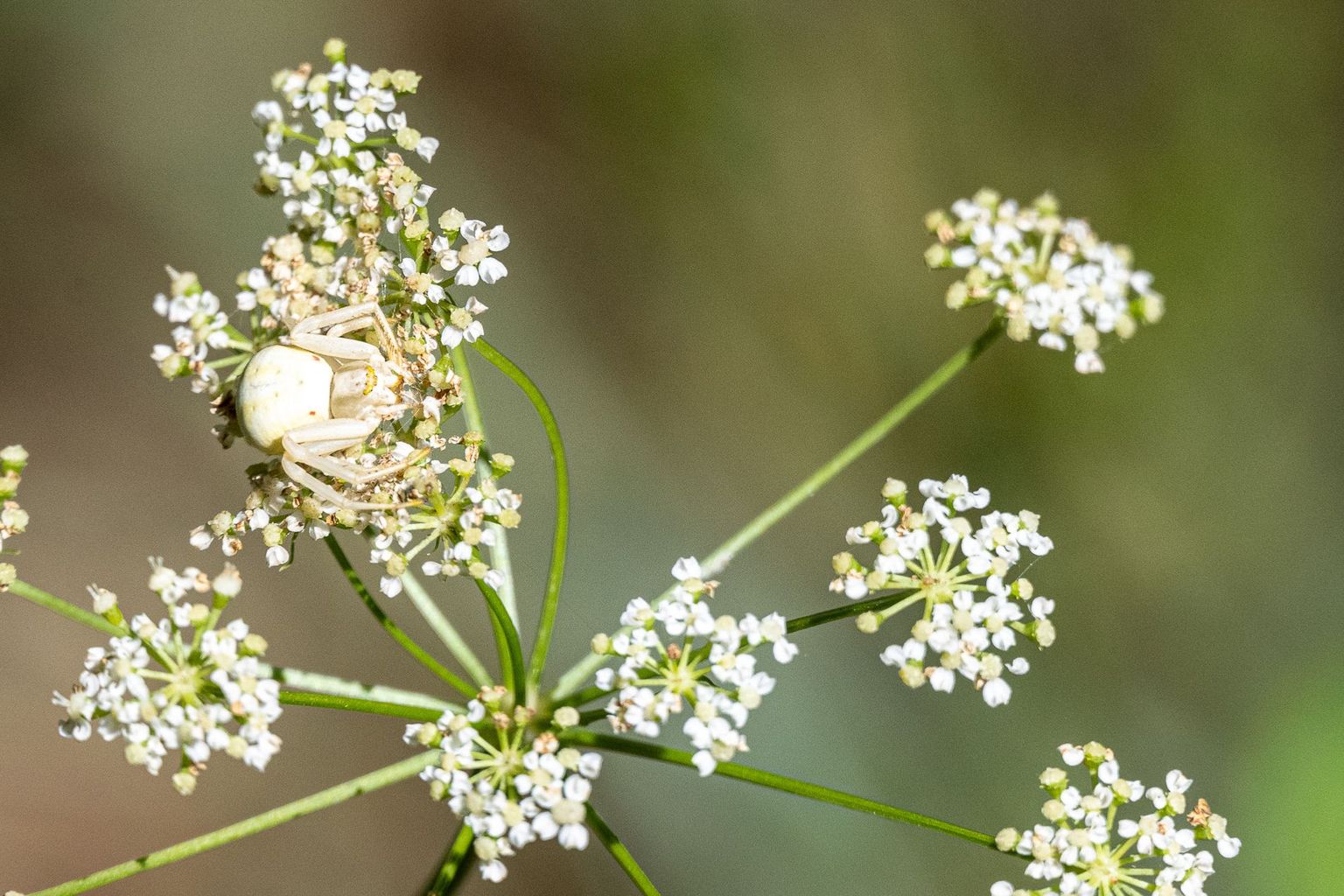 Pfynwald, Bild 01 Pfynwald, Bild 01