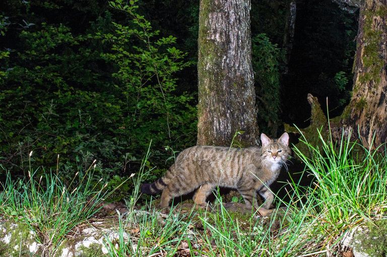Eine Wildkatze im Wald Eine Wildkatze im Wald