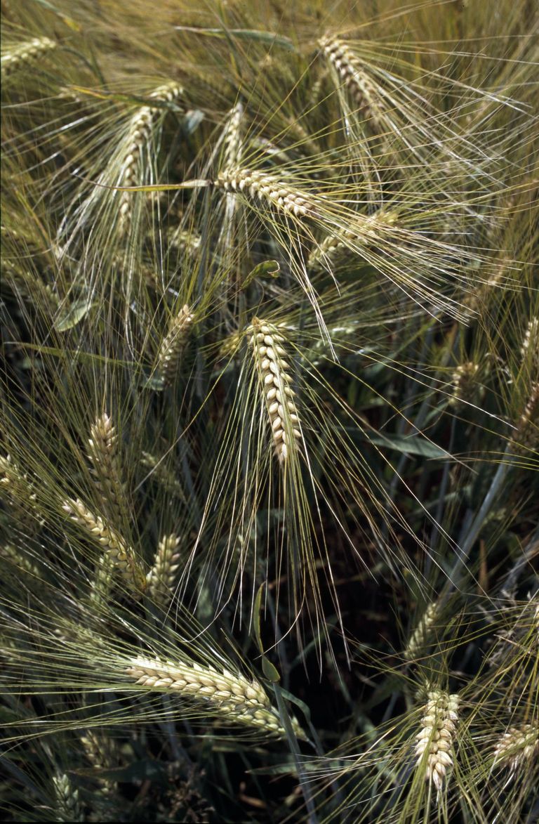 gerstenacker getreide gerstenacker getreide