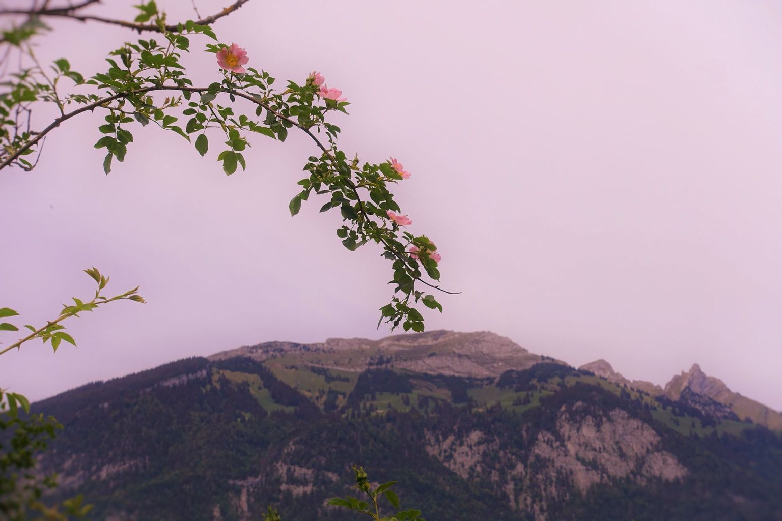 Rosmarie Aeschbacher. Sarneraa, Alpnach Rosmarie Aeschbacher. Sarneraa, Alpnach