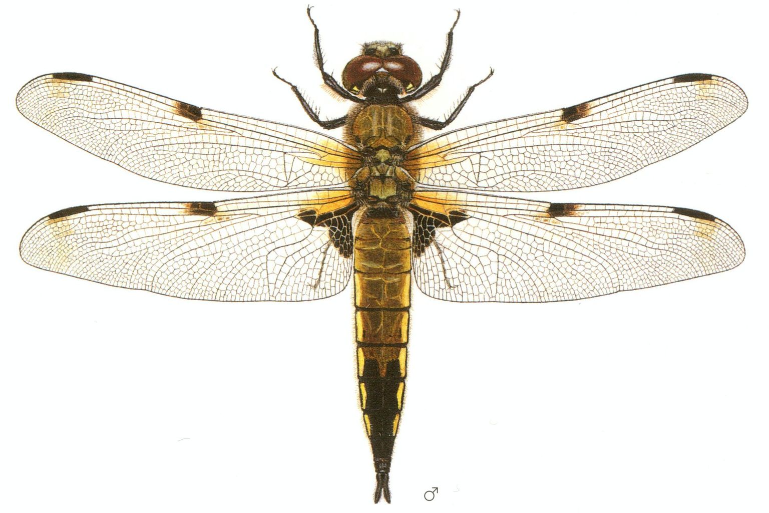 Vierfleck (Libellula quadrimaculata) - Libellenstudien von Paul-André Robert (1901–1977) - Würdigung des Künstlers in Fauna Helvetica, Band 12 (2005) Vierfleck (Libellula quadrimaculata) - Libellenstudien von Paul-André Robert (1901–1977) - Würdigung des Künstlers in Fauna Helvetica, Band 12 (2005)