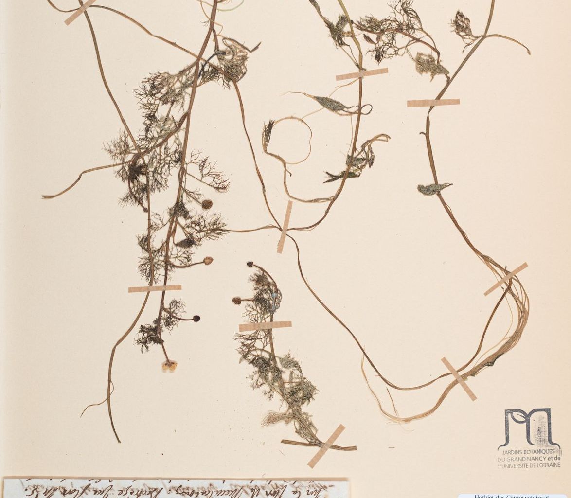 Lectotype de Ranunculus rionii Lagger Lectotype de Ranunculus rionii Lagger