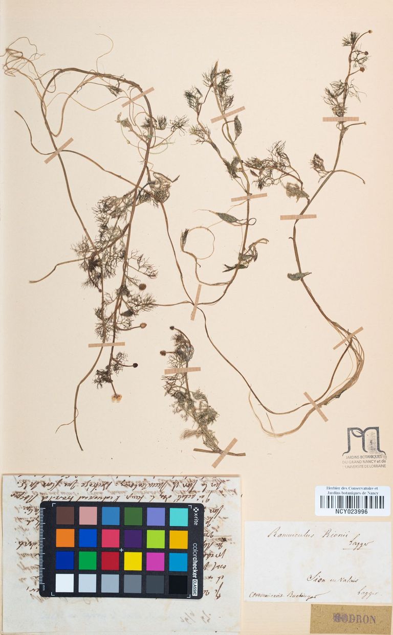 Lectotype de Ranunculus rionii Lagger Lectotype de Ranunculus rionii Lagger