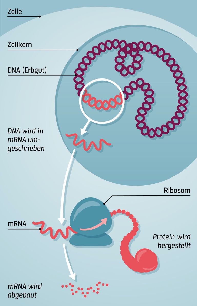 Funktion von mRNA Funktion von mRNA
