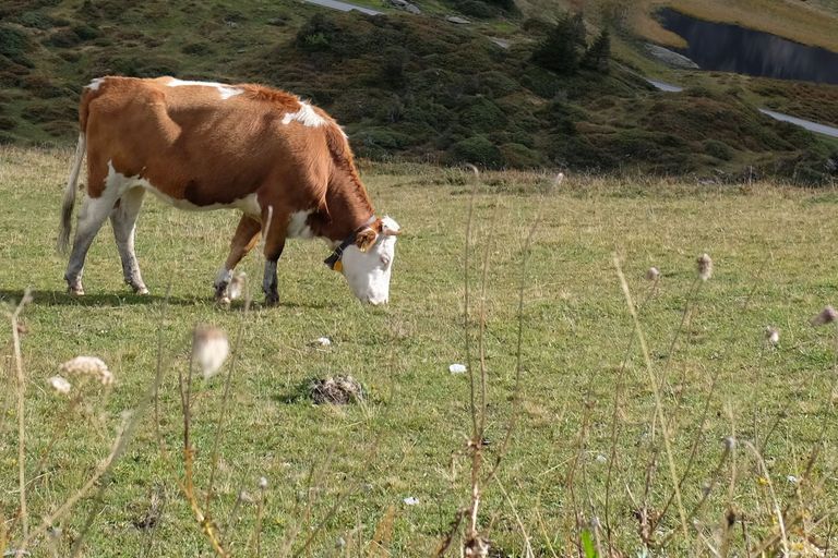 Grasland mit Kuh Grasland mit Kuh