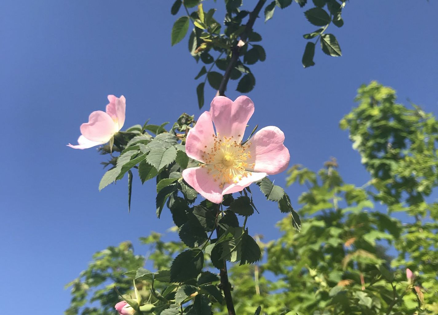 Jörg Näpflin. Regenrüti, Ennetbürgen Jörg Näpflin. Regenrüti, Ennetbürgen