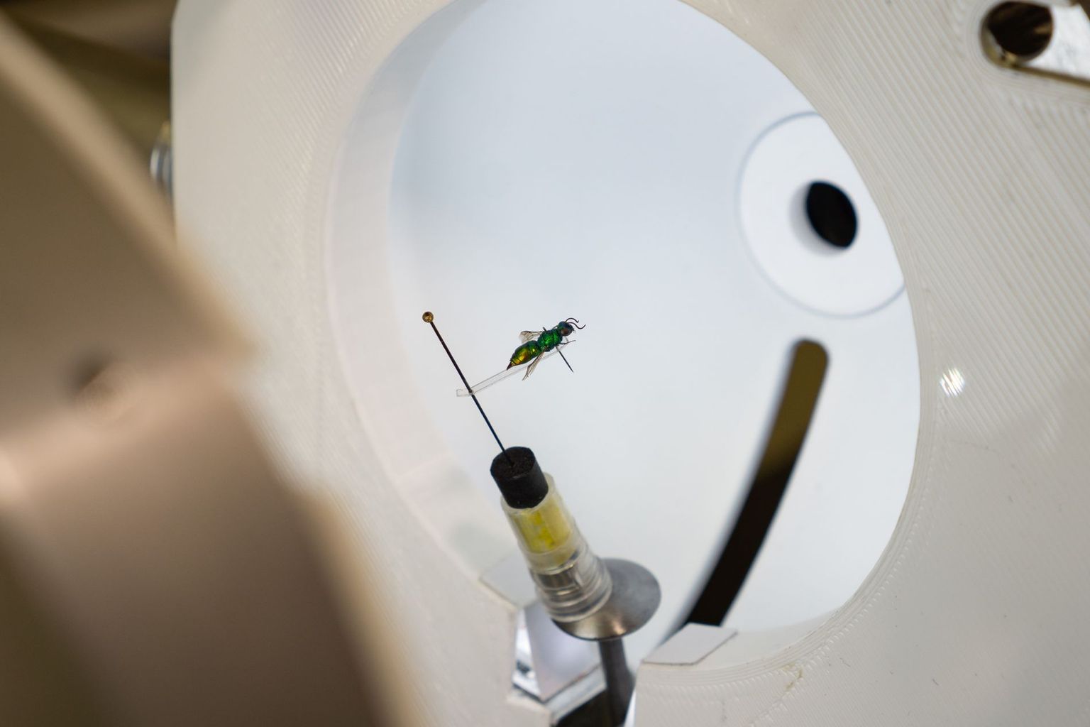 Light dome of the 3D imaging station with a positioned insect. Light dome of the 3D imaging station with a positioned insect.