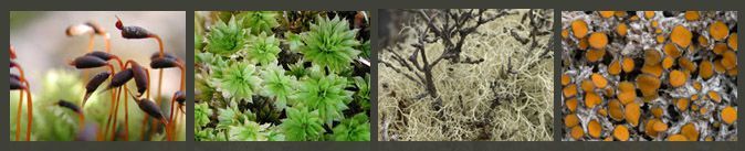 Moose und Flechten Moose und Flechten