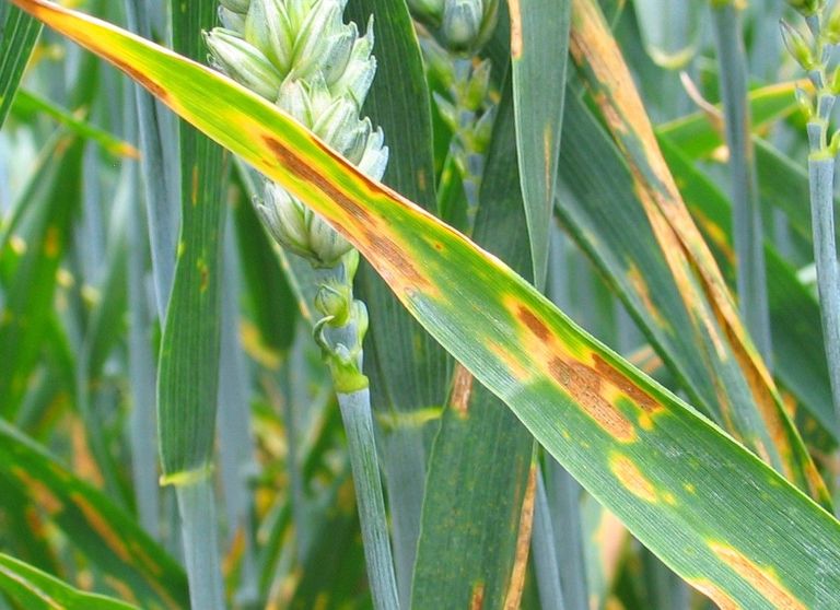 Septoria-Blattdürre bei Weizen Septoria-Blattdürre bei Weizen