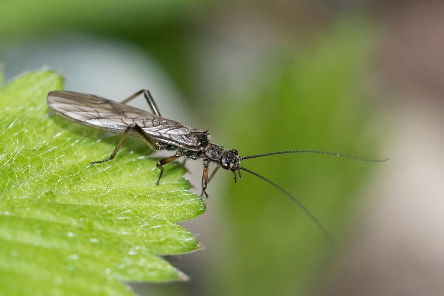 Ein Männchen von Nemoura avicularis. Viele Steinfliegen sind unscheinbar, haben aber mannigfaltige und höchst interessant gestaltete Hinterleibsenden, an denen man sie relativ einfach bestimmen kann. Ein Männchen von Nemoura avicularis. Viele Steinfliegen sind unscheinbar, haben aber mannigfaltige und höchst interessant gestaltete Hinterleibsenden, an denen man sie relativ einfach bestimmen kann.