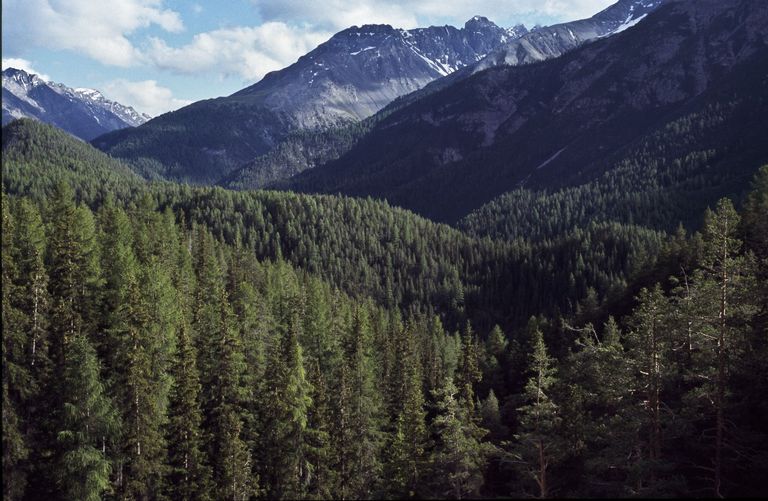 larch wood mountains larch wood mountains