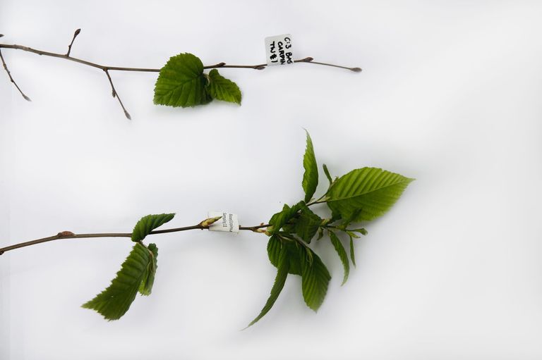 Deux rameaux de charme exposés en chambre climatique Deux rameaux de charme exposés en chambre climatique