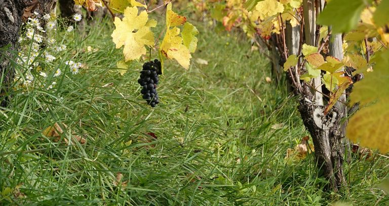 Weinweg Löhningen Weinweg Löhningen