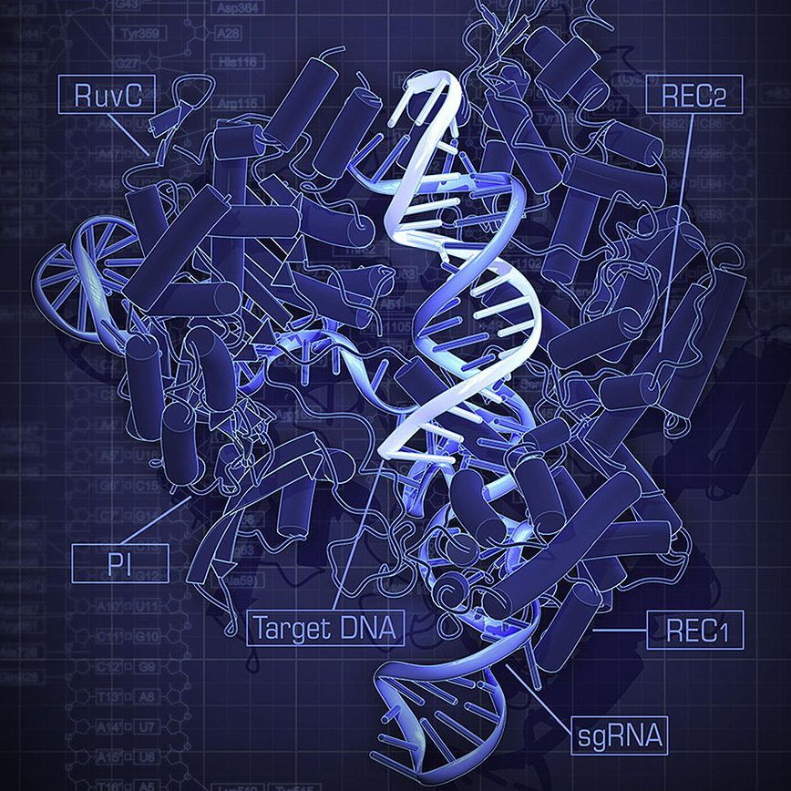 The crystal structure of Streptococcus pyogenes Cas9 in complex with sgRNA and its target DNA at 2.5 A˚ resolution. Nishimasu et al. (2014) Cell 156 (doi: 10.1016/j.cell.2014.02.001) The crystal structure of Streptococcus pyogenes Cas9 in complex with sgRNA and its target DNA at 2.5 A˚ resolution. Nishimasu et al. (2014) Cell 156 (doi: 10.1016/j.cell.2014.02.001)