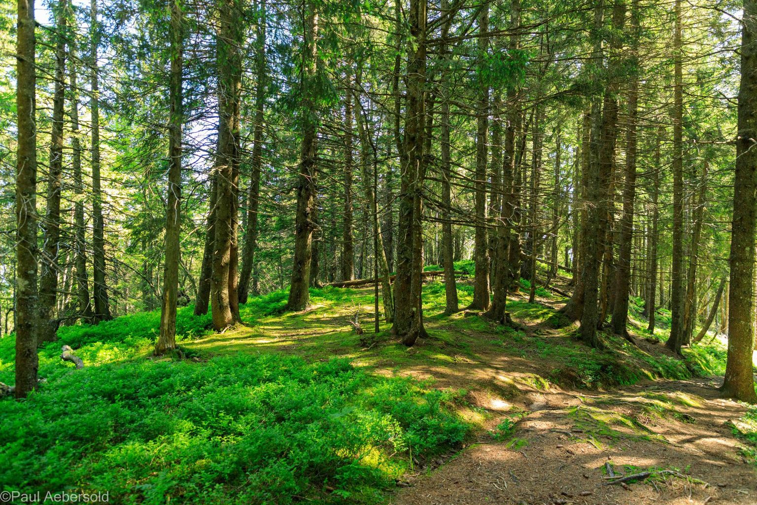 Spechte im Gurnigelwald, Bild 08 Spechte im Gurnigelwald, Bild 08