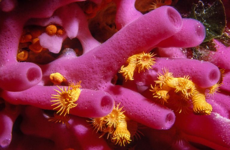 Leben im Mittelmeer Leben im Mittelmeer