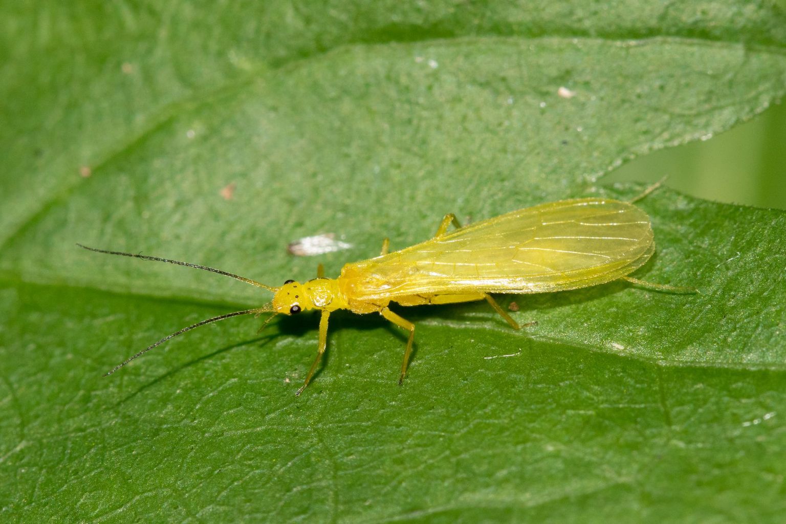 Nur wenige Steinfliegen, wie diese Italienische Leistensteinfliege (Siphonoperla italica) sind auffallend gelb gefärbt, der Grossteil ist unscheinbar bräunlich. Nur wenige Steinfliegen, wie diese Italienische Leistensteinfliege (Siphonoperla italica) sind auffallend gelb gefärbt, der Grossteil ist unscheinbar bräunlich.
