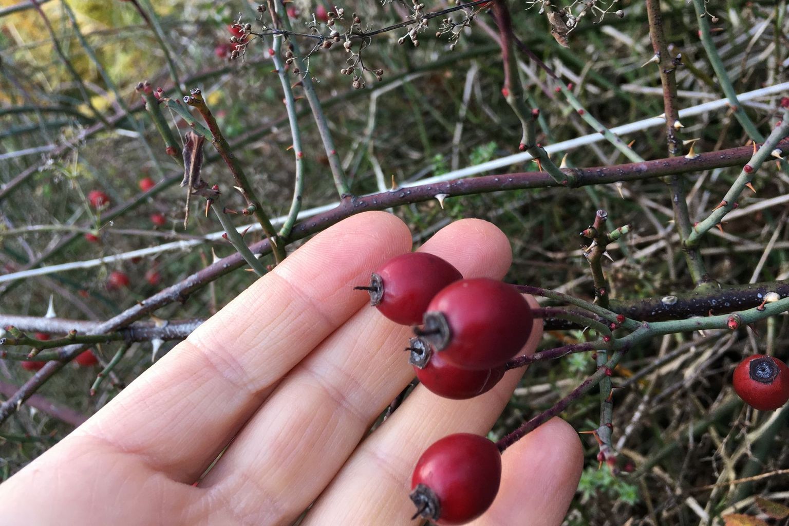 Griffelsäulchen von Rosa arvensis Griffelsäulchen von Rosa arvensis
