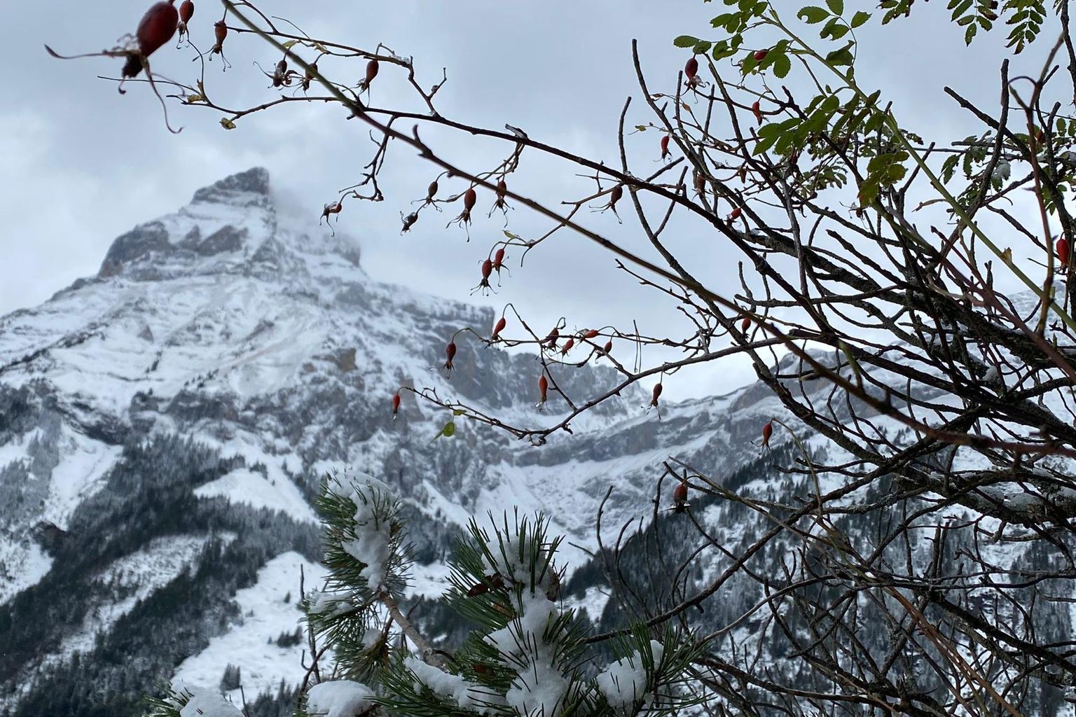 Sandra Marti. Bödmeralp, Engelberg Sandra Marti. Bödmeralp, Engelberg