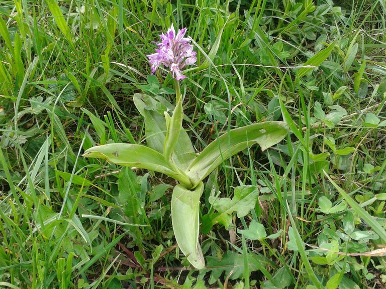 Helmorchis entdeckt am Festival der Natur Helmorchis entdeckt am Festival der Natur