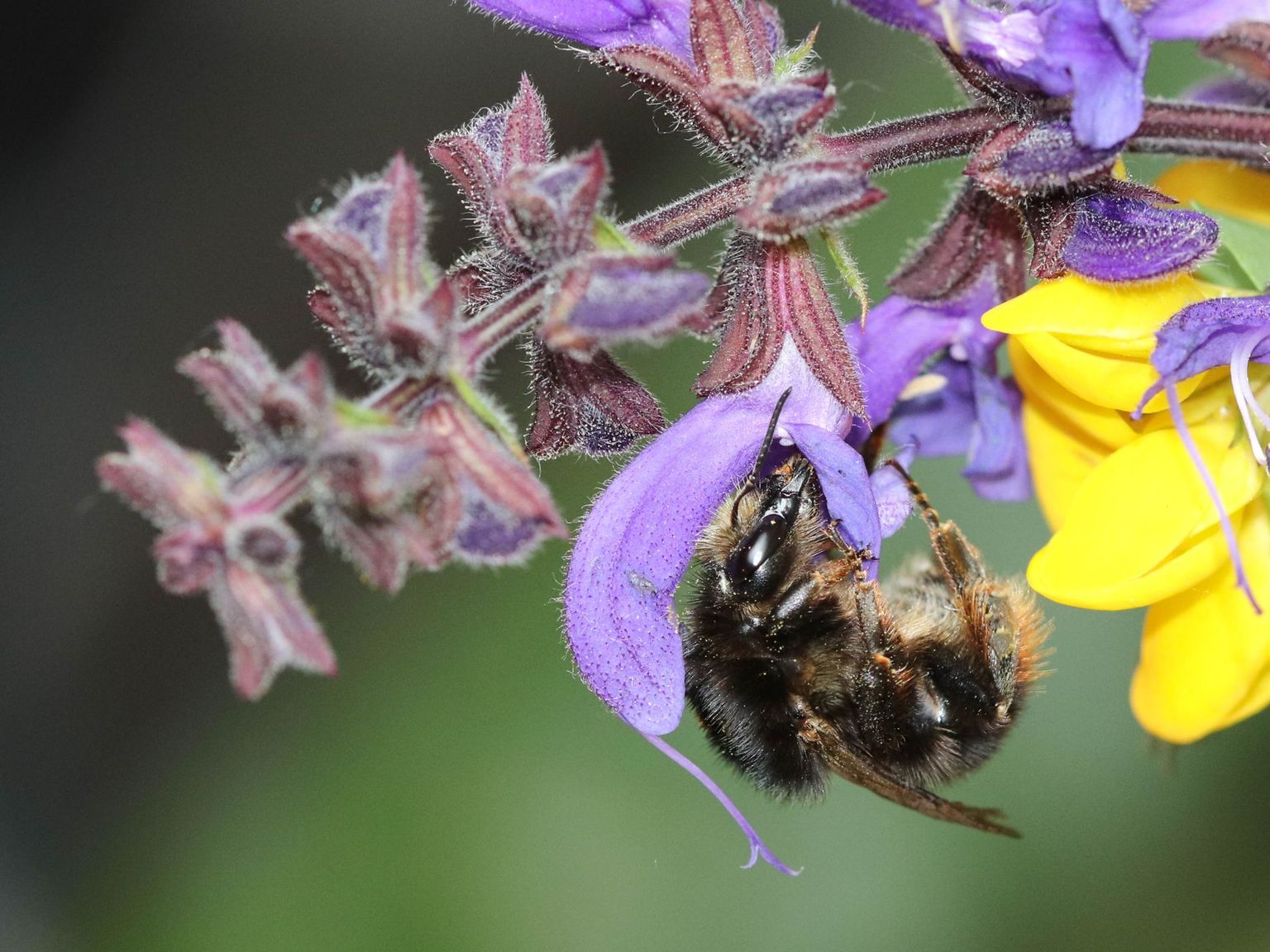 Brown-banded carder bee (Bombus humilis) Brown-banded carder bee (Bombus humilis)