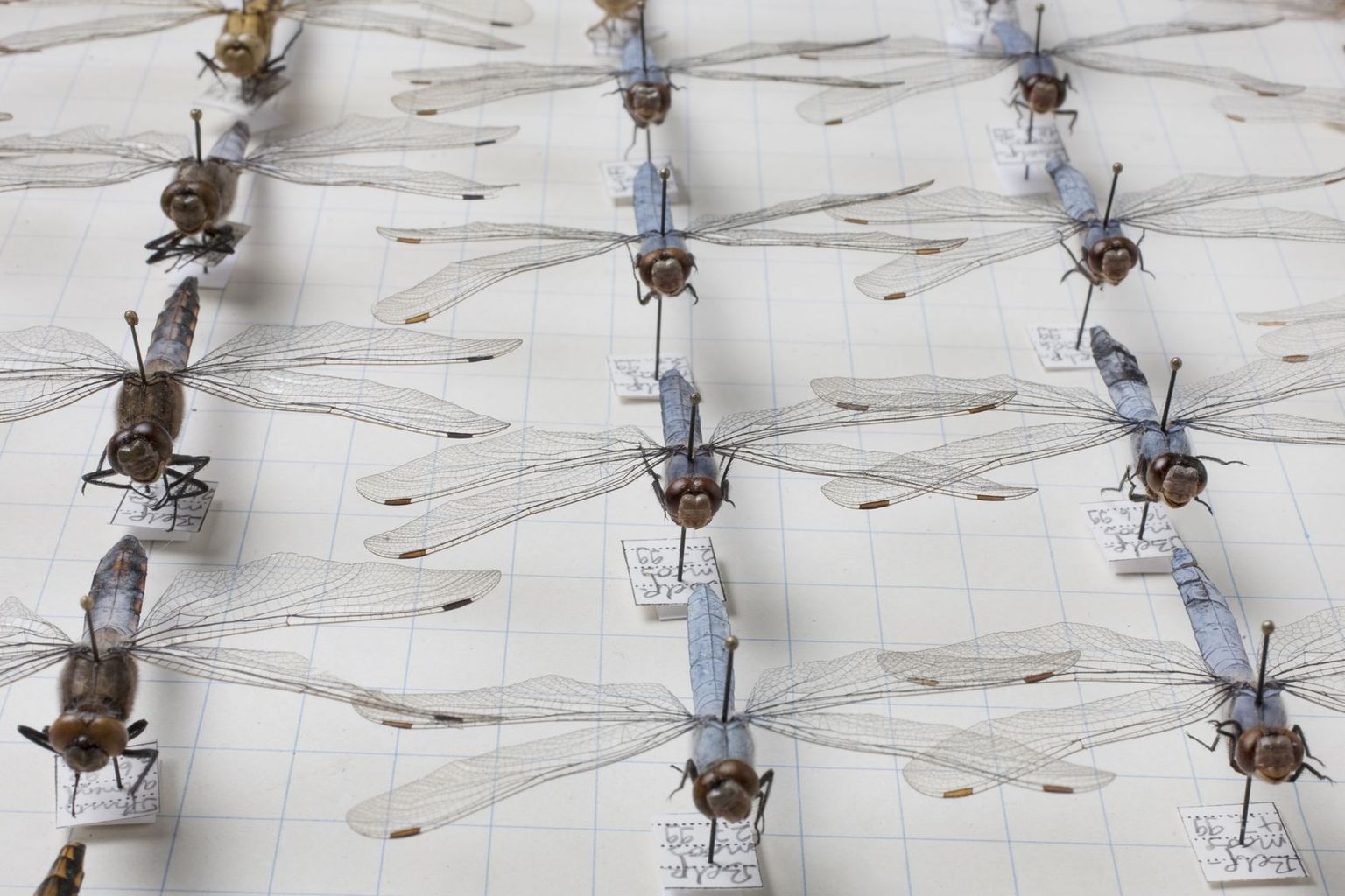 NMBE/Lisa Schäubliin NMBE/Lisa Schäubliin