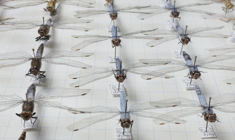 NMBE/Lisa Schäubliin NMBE/Lisa Schäubliin