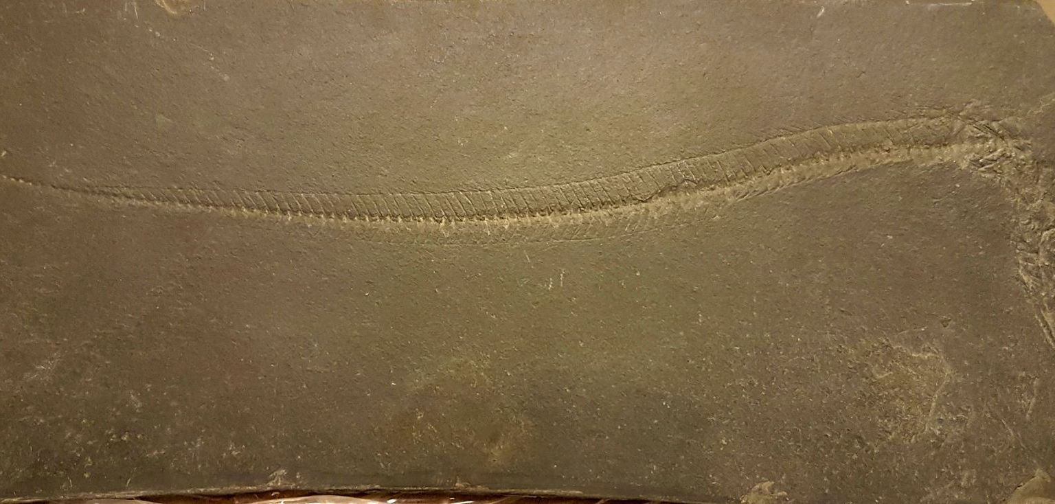 Lepidopus glaronensis Lepidopus glaronensis