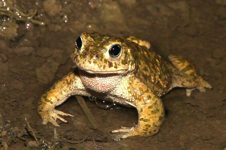 Kreuzkröte Kreuzkröte