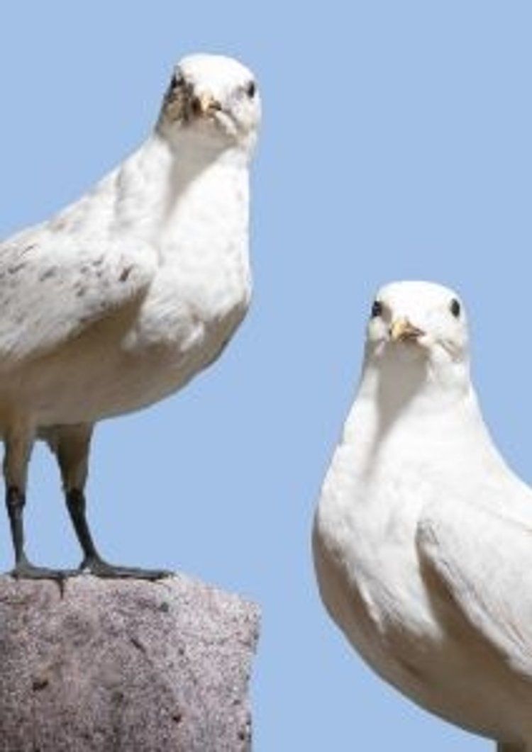 Blickwinkel-Kabinett Blickwinkel-Kabinett