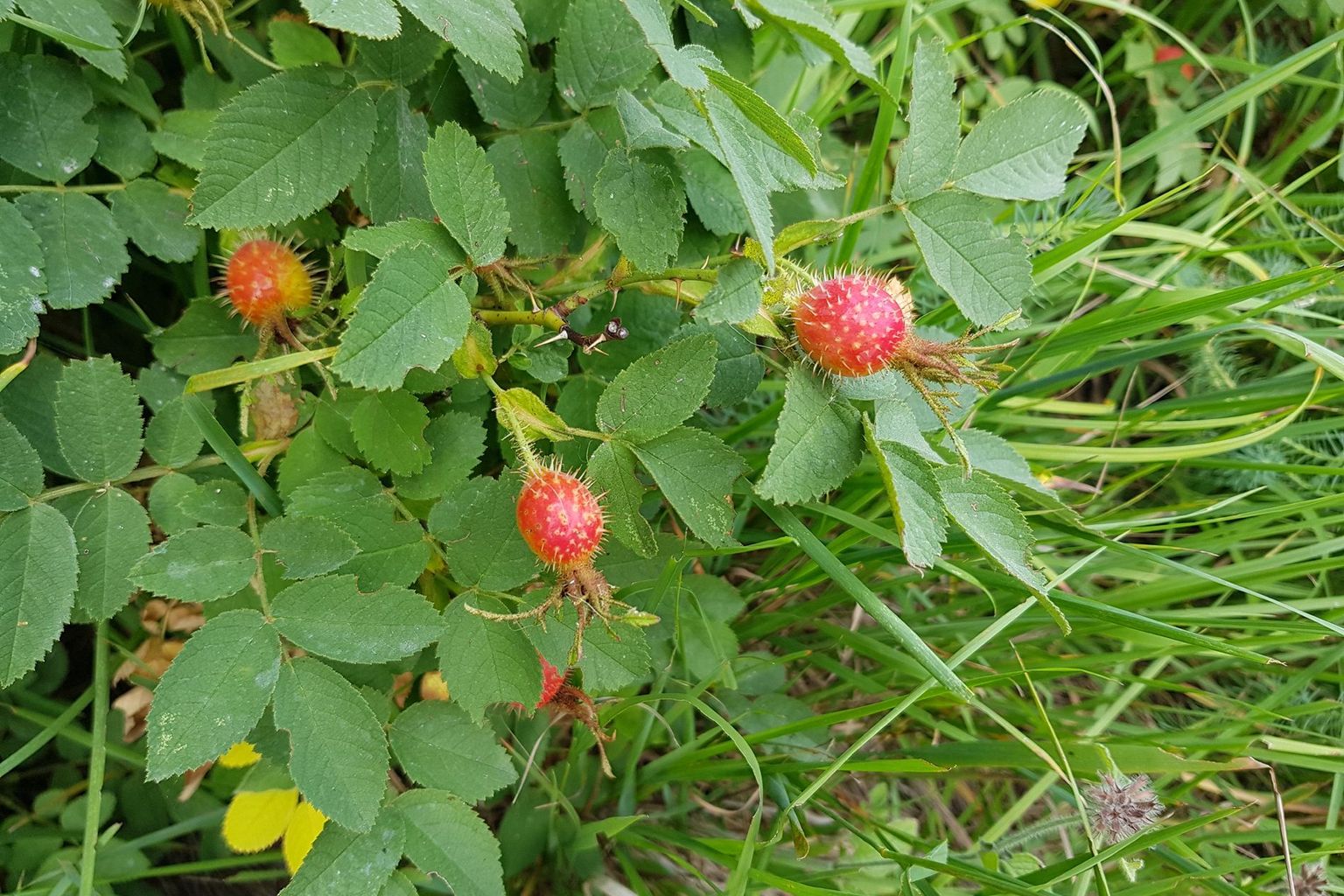Martin Trüssel. Cheselenflue, Kerns Martin Trüssel. Cheselenflue, Kerns